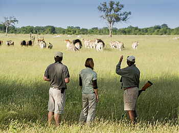 Somalisa Acacia Camp: Zebras