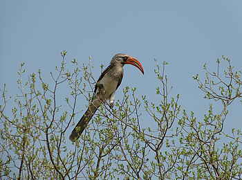 Somalisa Camp: Red Hornbill Somalisa Camp: Red Hornbill
