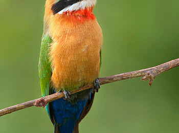 Time + Tide Chinzombo: Farbenfroher Kingfisher