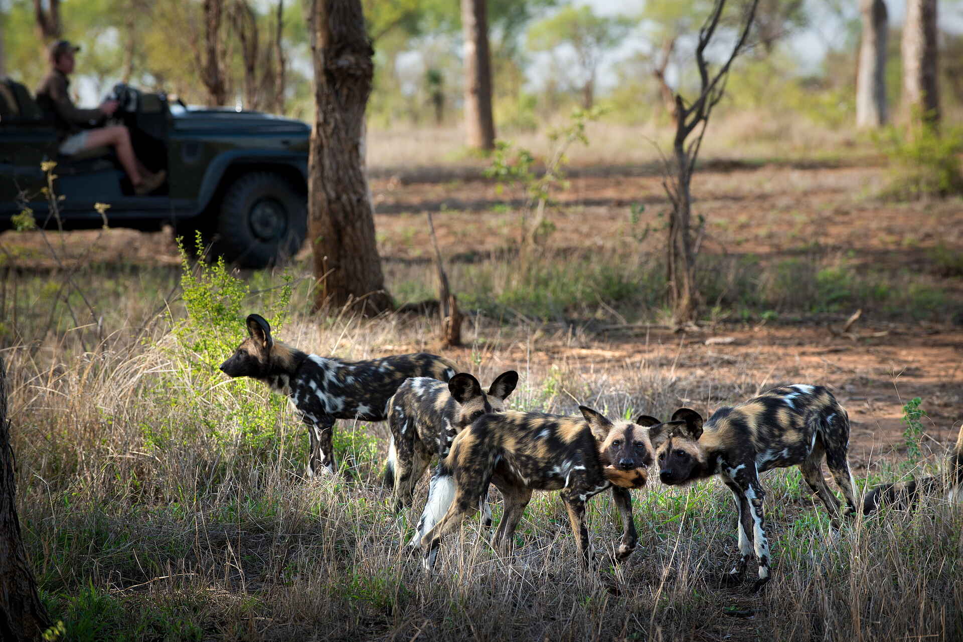 andBeyond Tengile River Lodge: Wildhunde