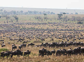 Angama Safari Camp: Gnus