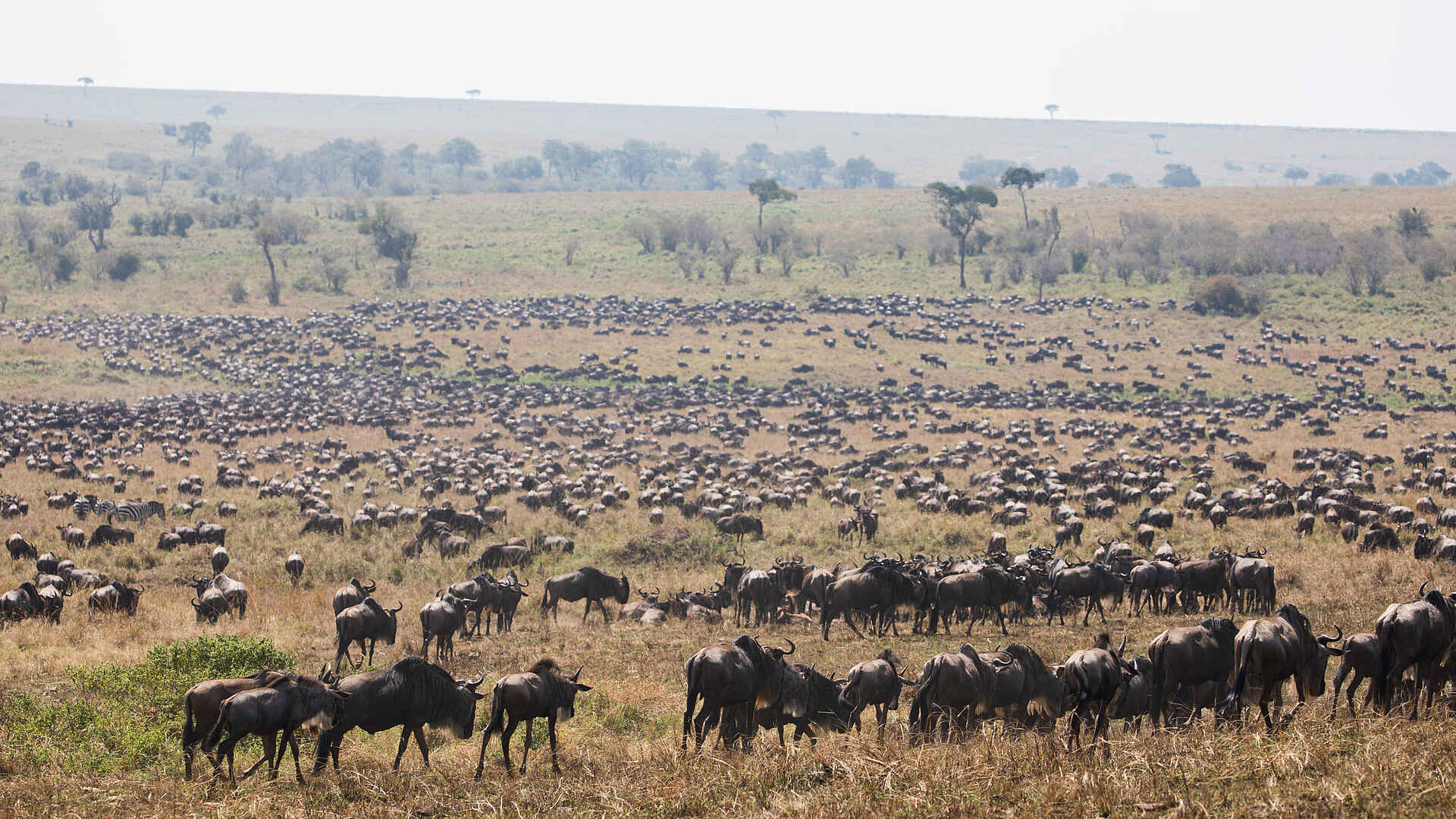 Angama Safari Camp: Gnus