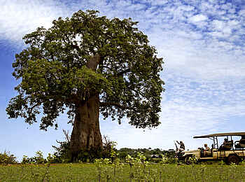 Beho Beho Camp: Safari