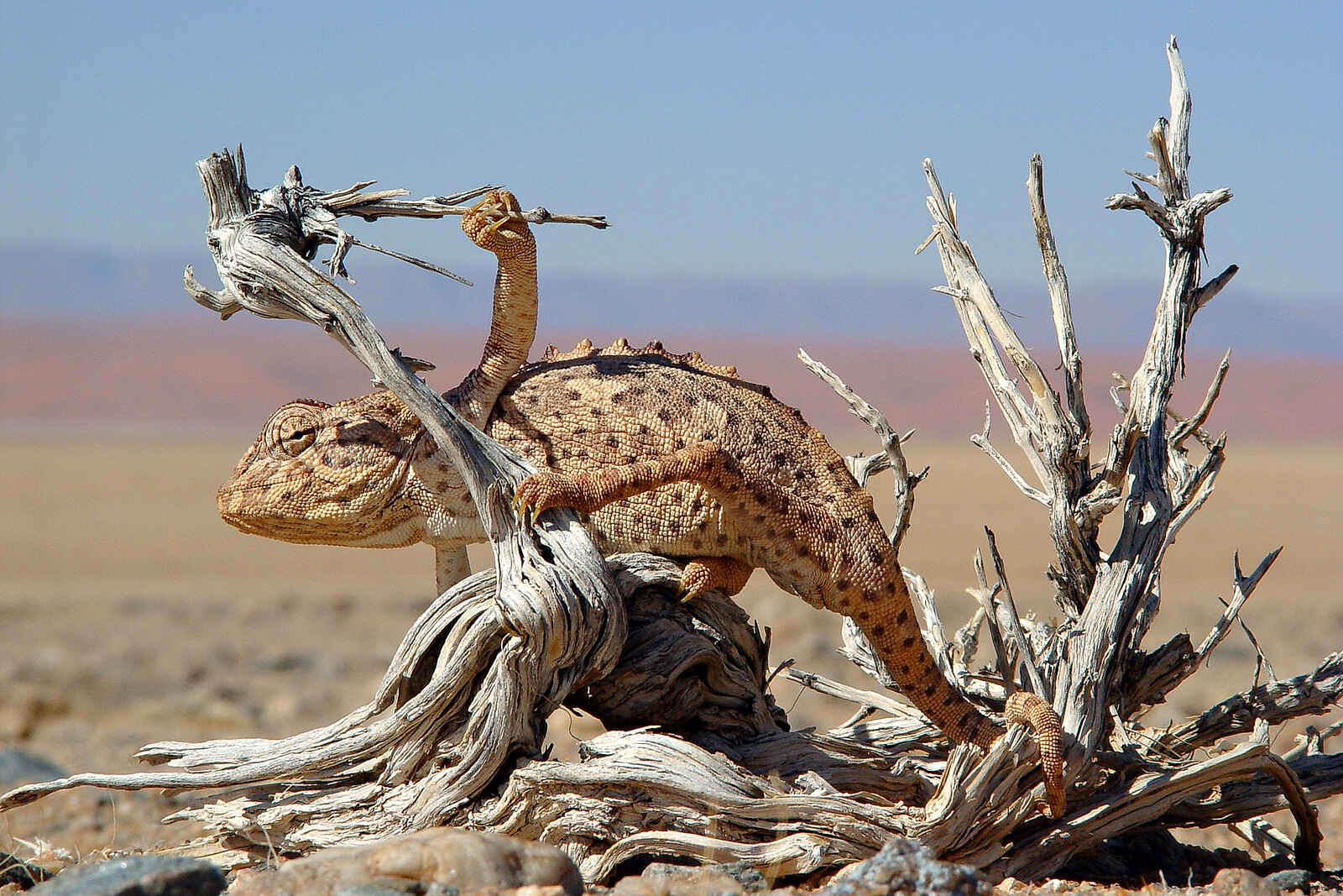 Desert Horse Inn: Chamäleon Desert Horse Inn: Chamäleon