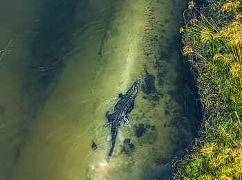 Duba Explorers Camp: Ein Krokodil