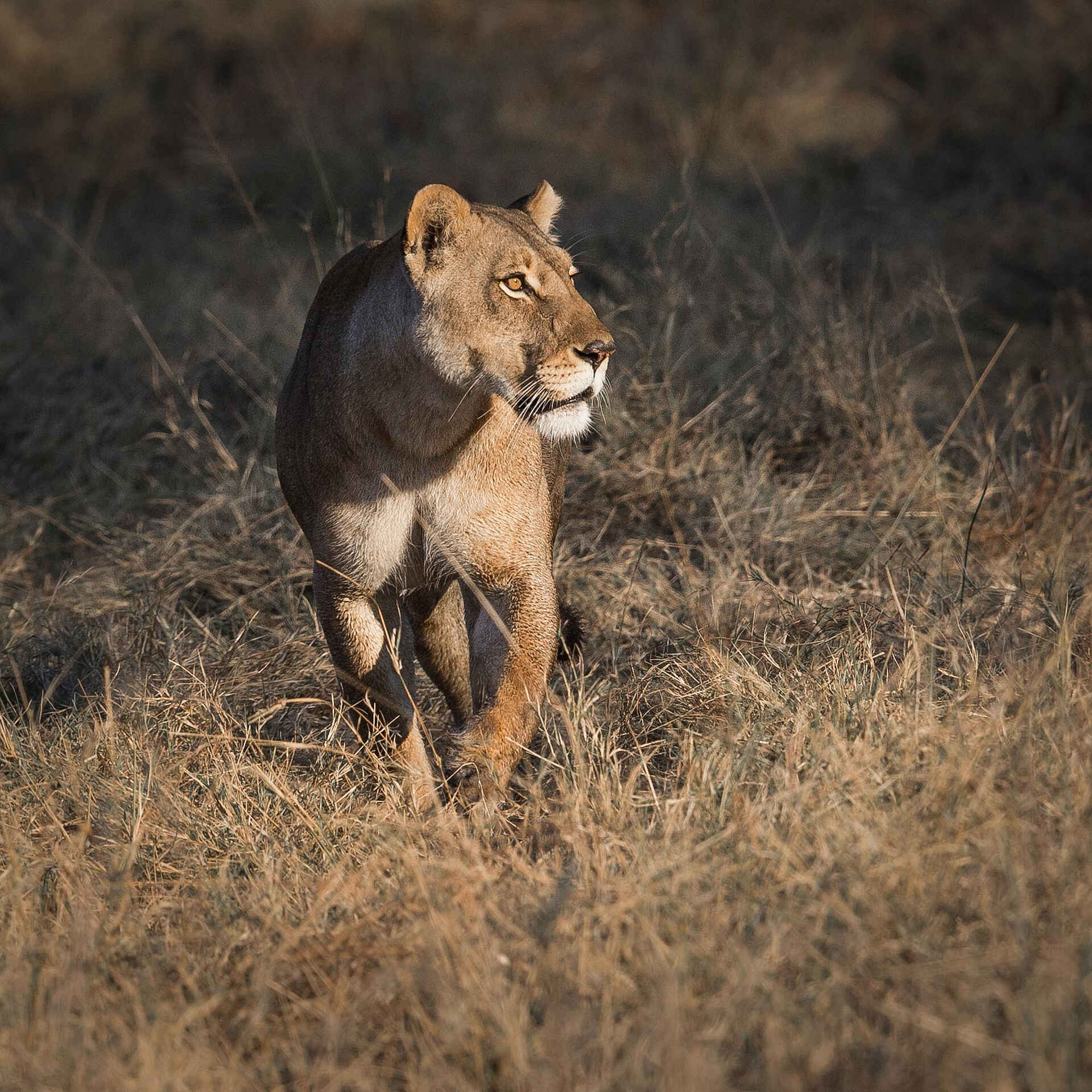 Duke´s East: Löwin