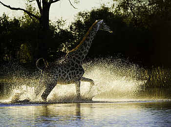 Duma Tau Camp: Giraffe