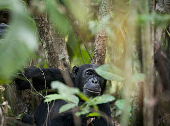 Greystoke Mahale: Schimpansen im Busch