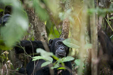 Greystoke Mahale: Schimpansen im Busch