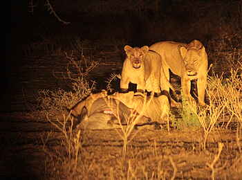 Grumeti Hills Camp: Löwen über ihrem Riss