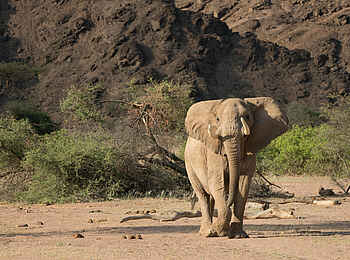 Hoanib Skeleton Coast Camp: Mächtiger Elefantenbulle Hoanib Skeleton Coast Camp: Mächtiger Elefantenbulle