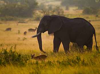 Ishasha Wilderness Camp: Ishasha-Fauna Ishasha Wilderness Camp: Ishasha-Fauna