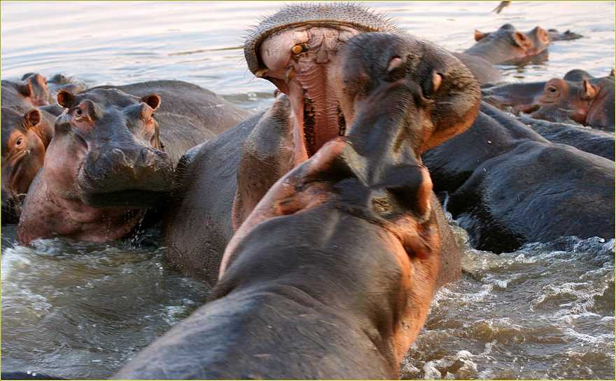 Kaingo Hippo Hide: Einer wird gehen müssen Kaingo Hippo Hide: Einer wird gehen müssen