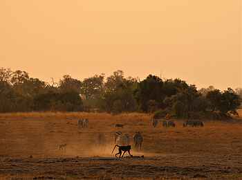 Kweene River Camp: Affen mit Zebraherde