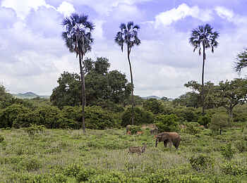 Kwihala Camp: Elefant unter Palmen