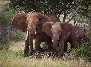 Loisaba Tented Camp: Elefanten Loisaba Tented Camp: Elefanten