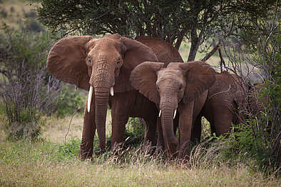 Loisaba Tented Camp: Elefanten