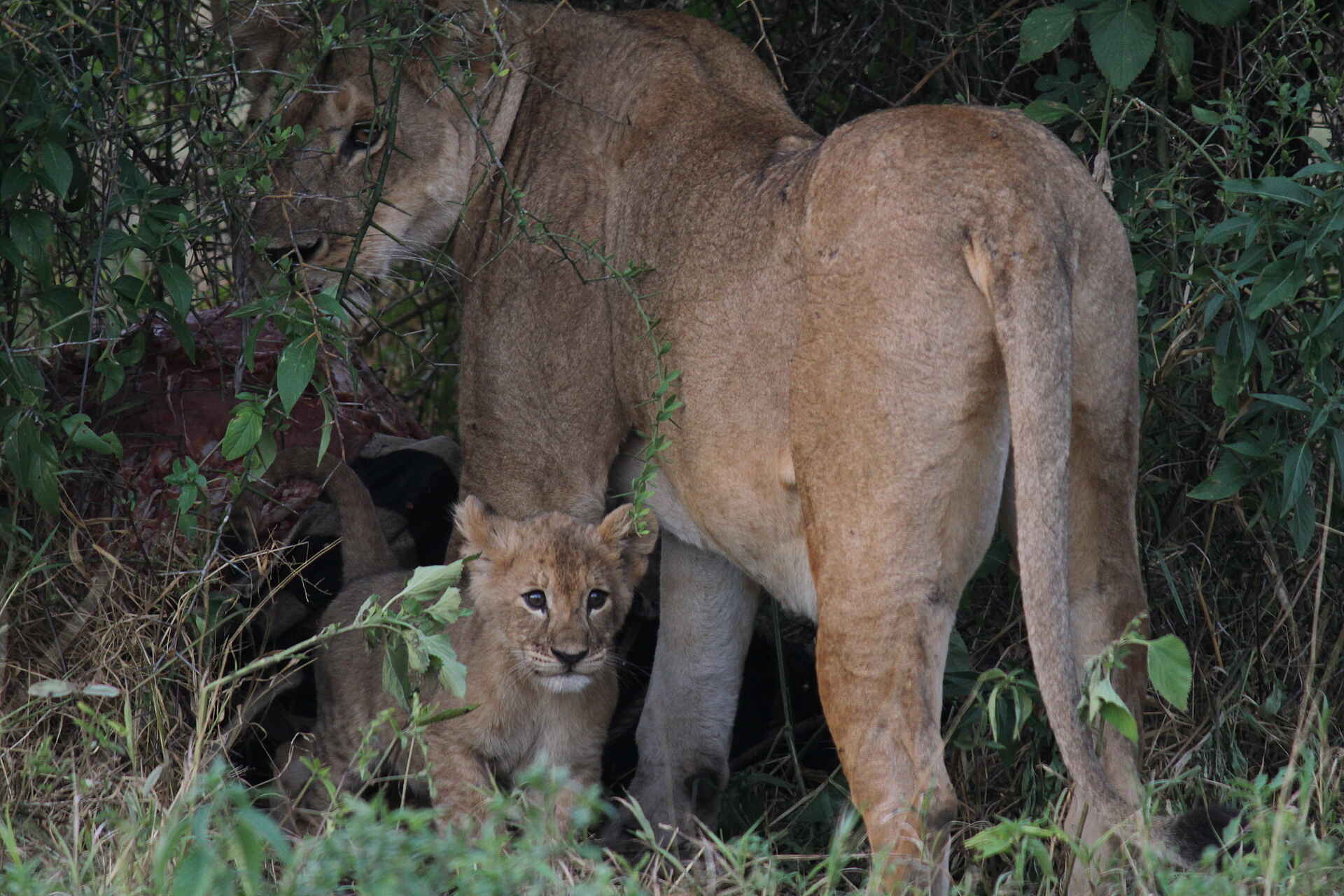 Manyara Ranch, Löwe, Löwejunges, Tiere