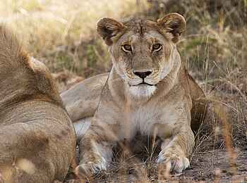 Mkombes House Lamai: Löwin