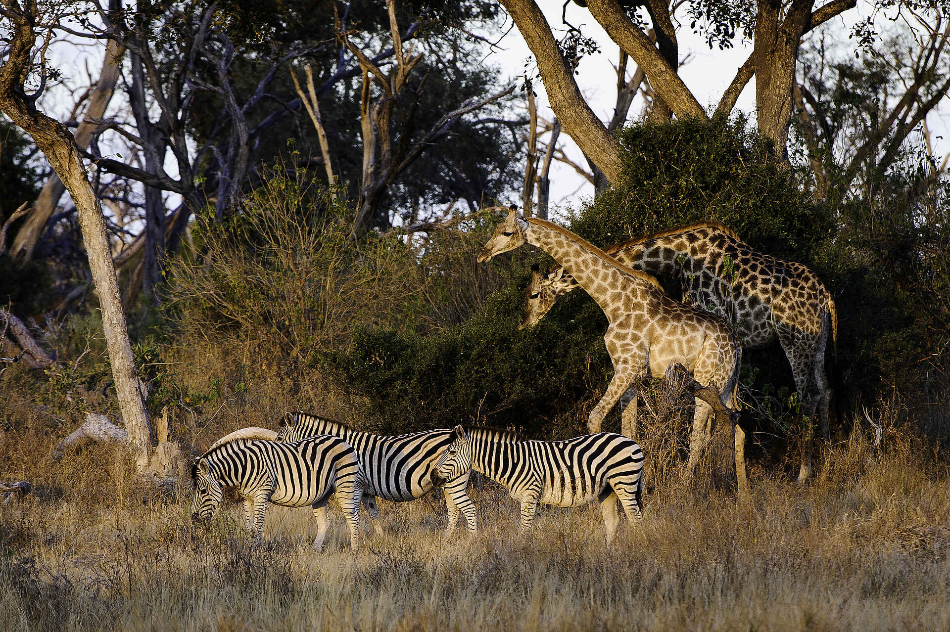 Mombo Camp: Giraffen mit Zebras