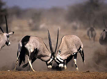 Onguma The Fort: Oryxantilopen beim Rangkampf