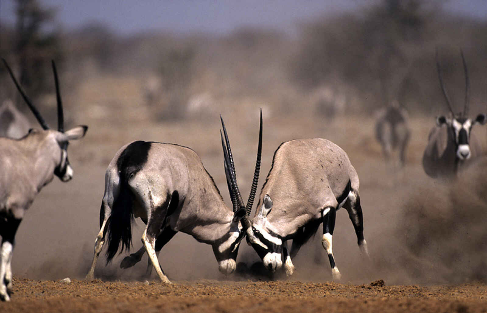 Onguma The Fort: Oryxantilopen beim Rangkampf Onguma The Fort: Oryxantilopen beim Rangkampf