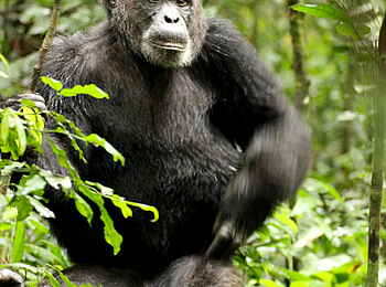 Papaya Lake Lodge: Sitzender Schimpanse