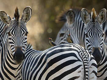 Robin Pope Safaris: Zebras