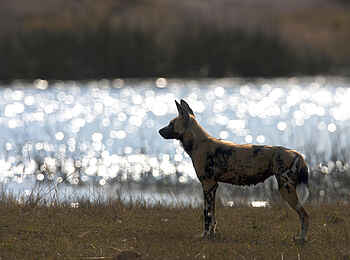 Selinda Explorers Camp: Wildhund