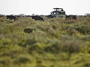 Serengeti under Canvas: Gnus beim Game Drive Serengeti under Canvas: Gnus beim Game Drive