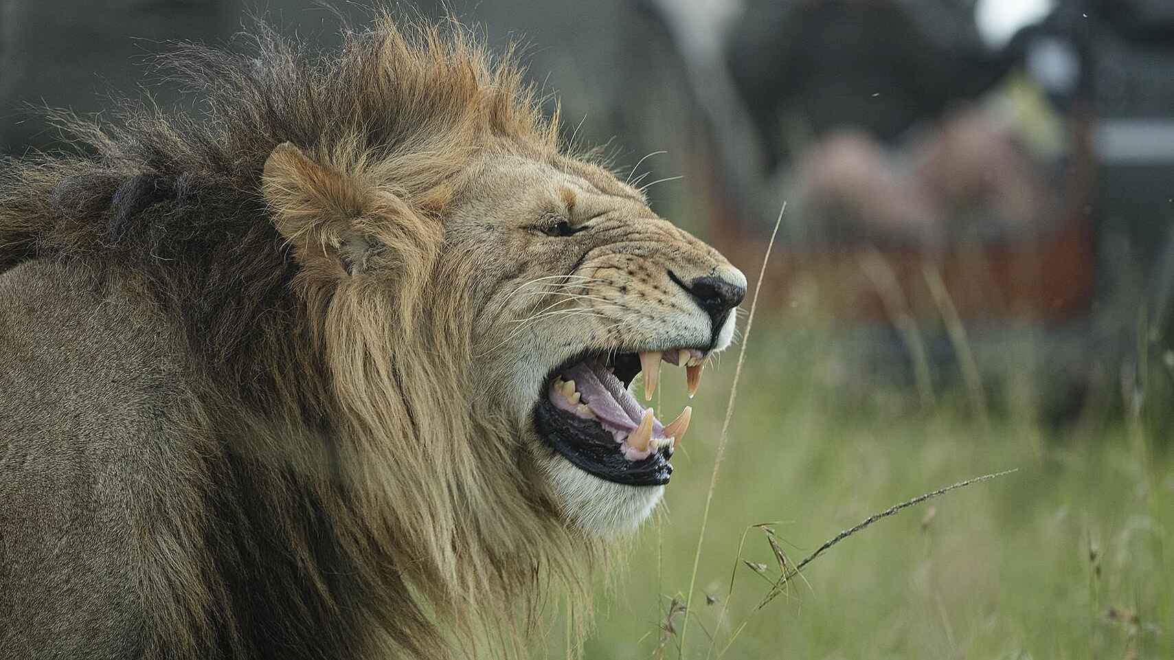 Serian The Original Camp: Löwe Serian The Original Camp: Löwe