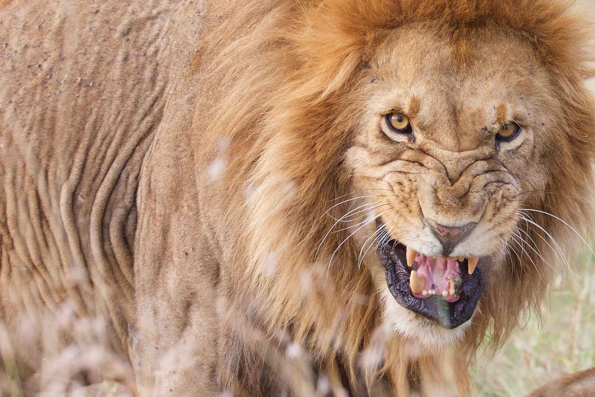 Serian's Serengeti Mobile Kusini Camp: Löwe