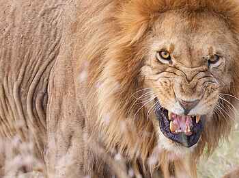 Serian's Serengeti Mobile Kusini Camp: Löwe