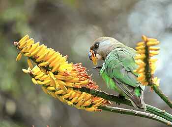 Simbavati Camp George: Ein Papagei Simbavati Camp George: Ein Papagei