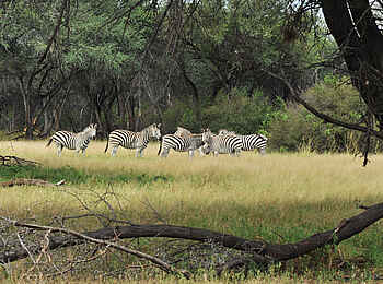 The Hide: Zebras im lichten Busch The Hide: Zebras im lichten Busch