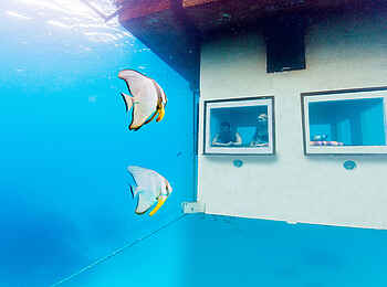 The Manta Resort: Aussicht aus dem Unterwasserzimmer The Manta Resort: Aussicht aus dem Unterwasserzimmer