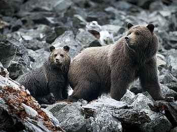 Tweedsmuir Park Lodge: Grizzlys am steinigen Ufer