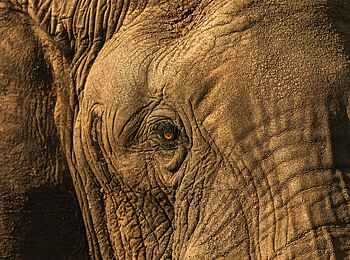 Wilderness Mara Camp: Elefantenportrait