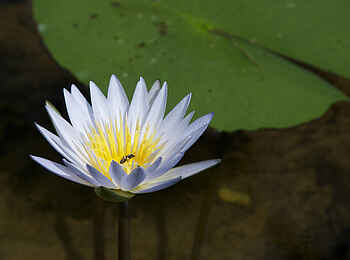 Xakanaxa Camp: Tagseerose