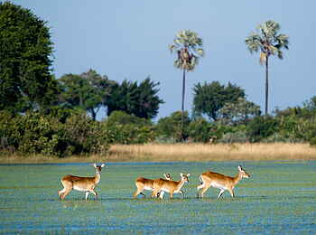 Jao Camp: Rote Moorantilopen Herde Jao Camp: Rote Moorantilopen Herde