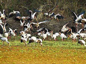 Mapazi Camp: Nimmersattstörche