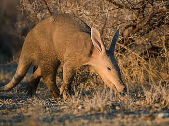 Safarihoek Lodge: Erdferkel Safarihoek Lodge: Erdferkel