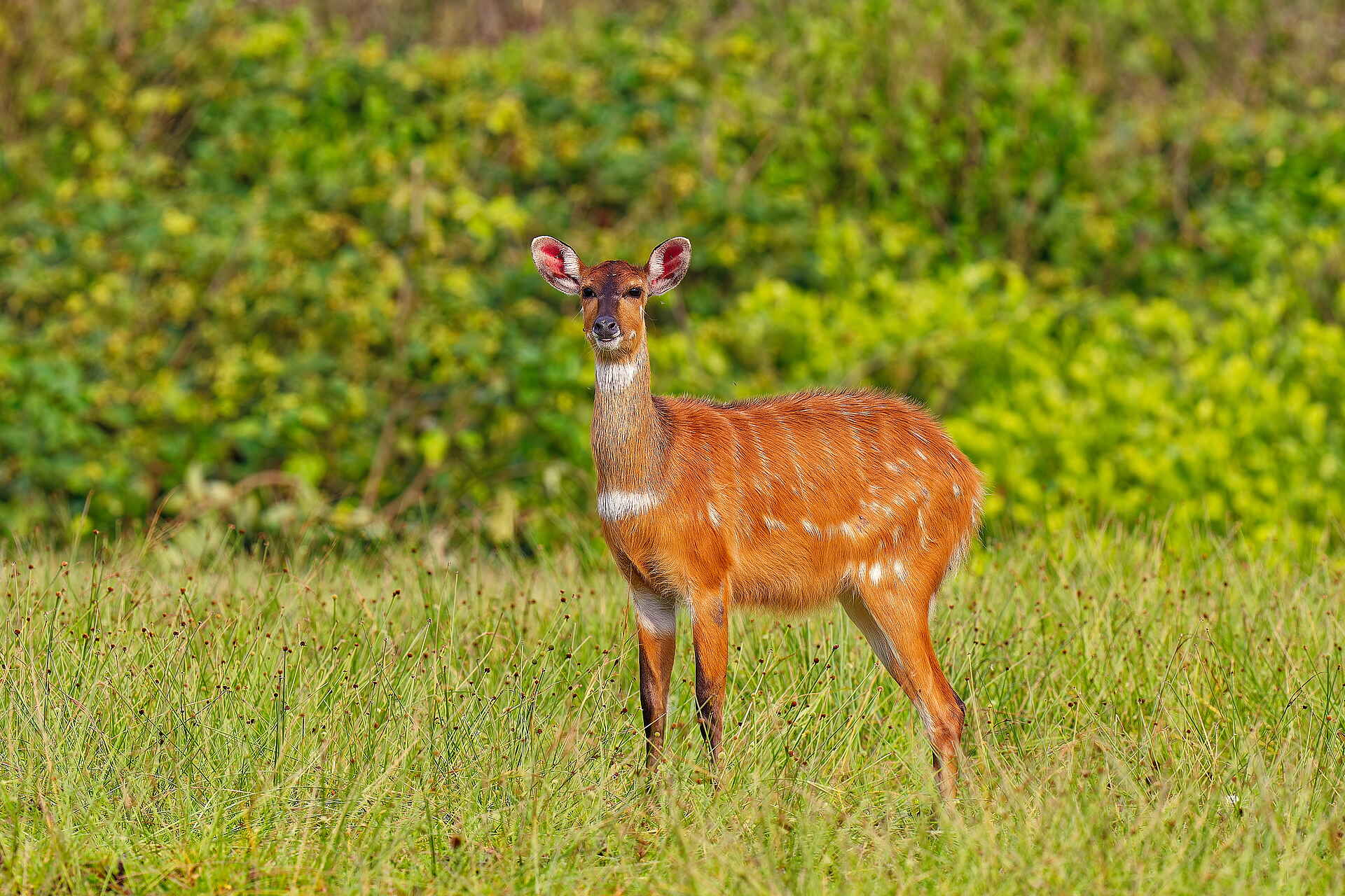 Sette Cama Eco Camp: Sitatunga