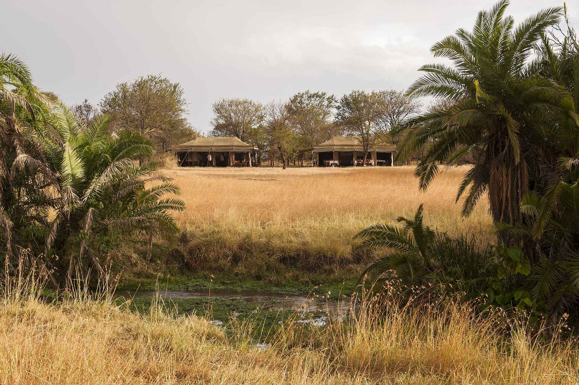 Bologonya, Bologonya Under Canvas, Mobiles Camp, Nationalpark, Serengeti, Tanganyika Wilderness Camps, Tansania, Camp, Lage, Natur, Umgebung, Vegetation, Zelte, Afrikarma, Afrikarma Safaris, Afrikarma Safaris - Wildnis. Hautnah., Afrikarma.de