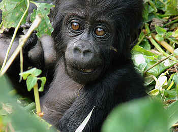 Clouds Mountain Gorilla Lodge: Baby-Portrait