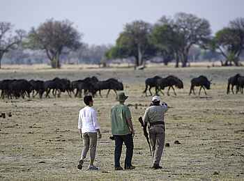 Davison's Camp: Walking Safari Davison's Camp: Walking Safari