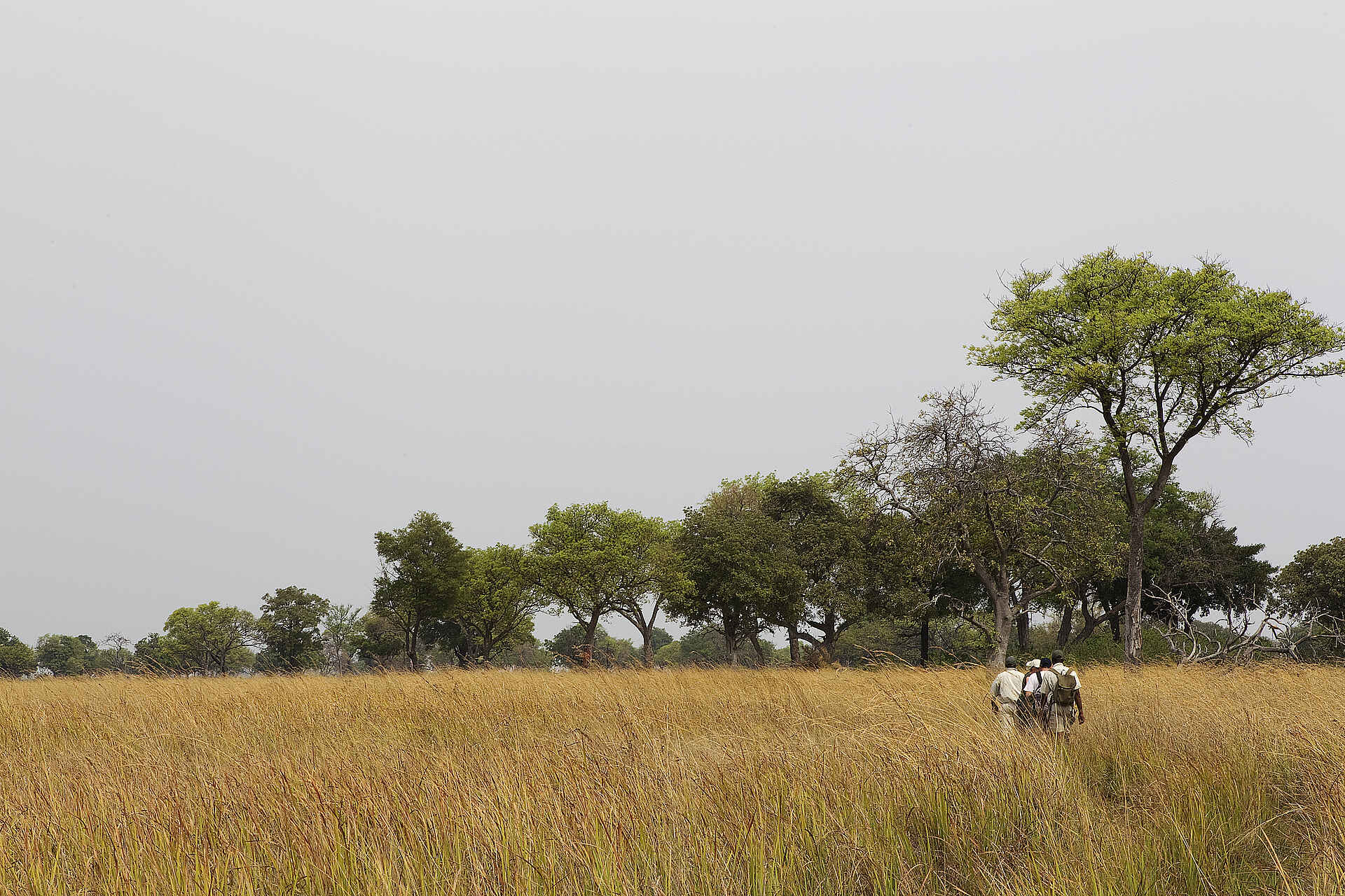 Game Drive, Gras, Graslandschaft, Ker&Downey Botswana, Kwando Concession, Moremi Game Reserve, NG 21, Okavangodelta, Footsteps Camp, Walking Safari, Wildtierbeobachtung, afrikarma, afrikarma Safaris, afrikarma Wildnis hautnah, afrikarma.de