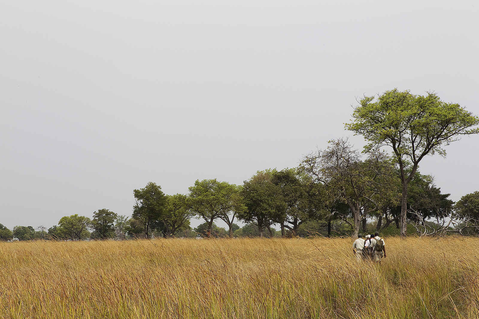 Footsteps Camp: Wanderung durch hohes Gras Footsteps Camp: Wanderung durch hohes Gras