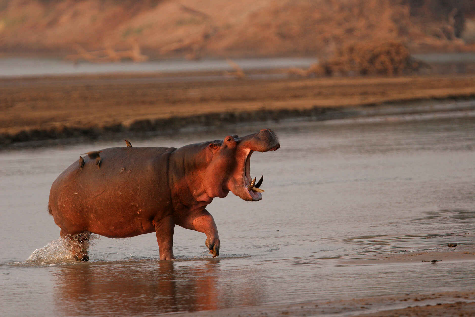Kaingo Hippo Hide: Gebiss und Kiefer Kaingo Hippo Hide: Gebiss und Kiefer