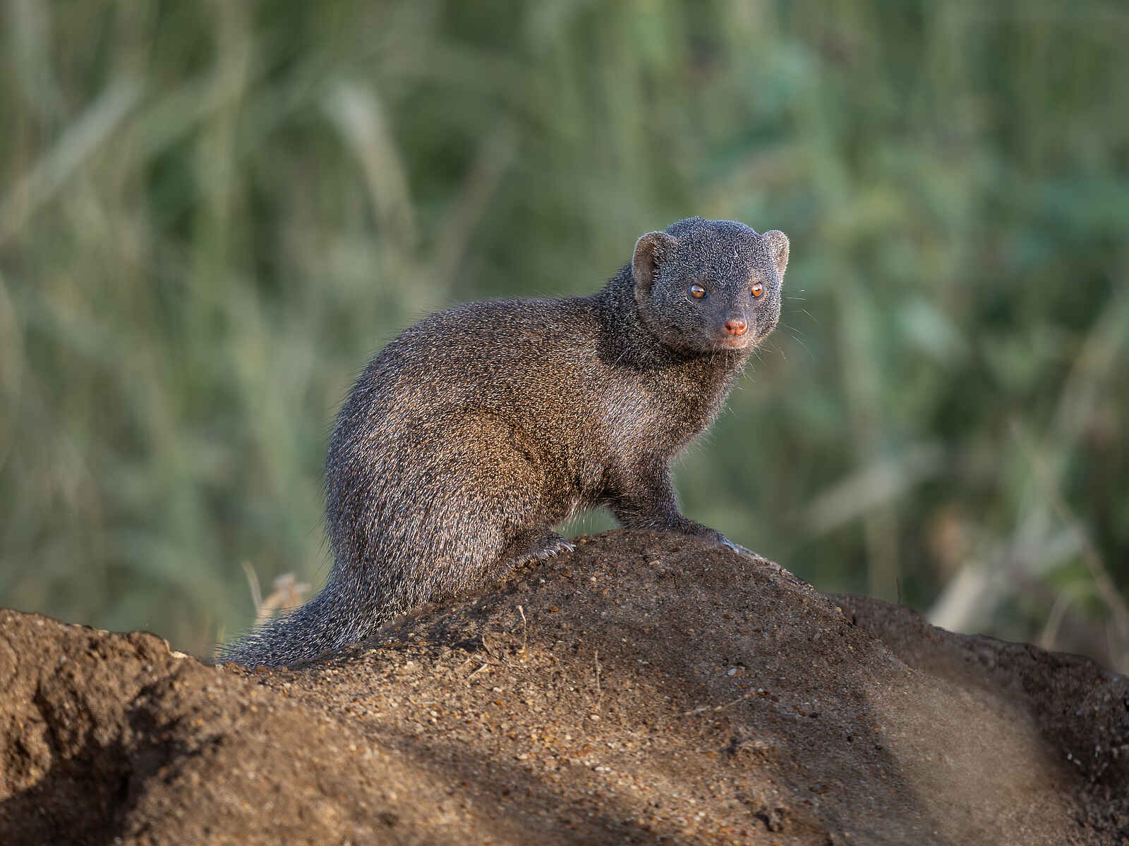 Kambaku River Sands: Eine Manguste Kambaku River Sands: Eine Manguste